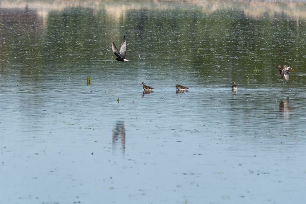 Osservazioni 2017, 2: Mignattino alibianche (Chlidonias leucopterus)